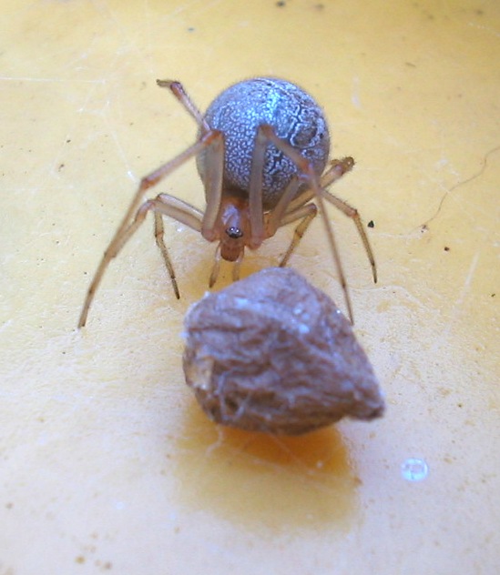 Un altro ragno (Therididae)